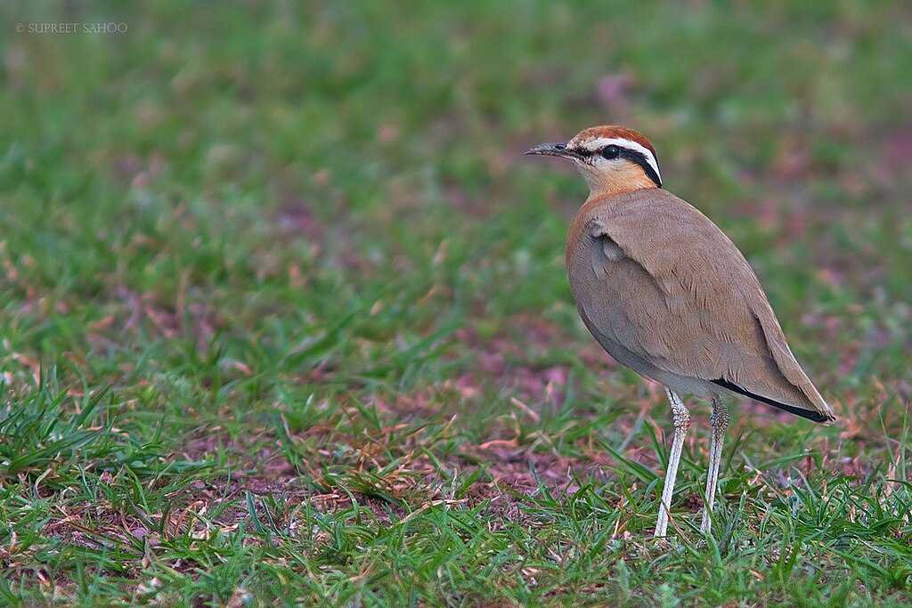 1024px Indian Courser2C Rollapadu 20241204222748
