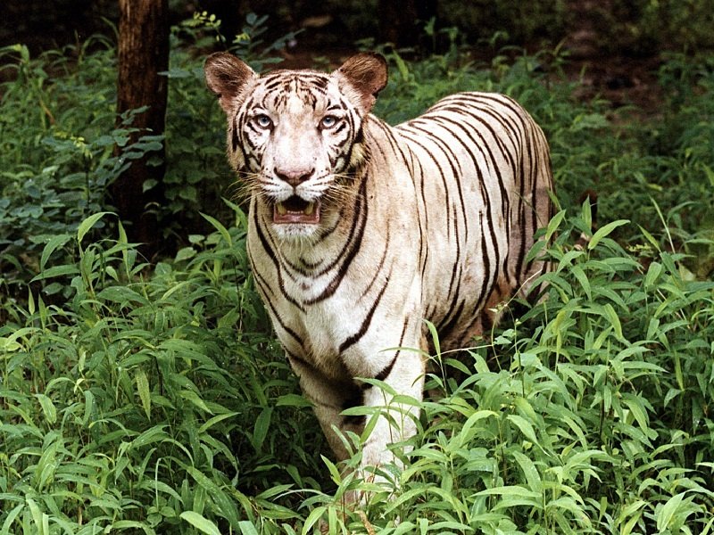 465224589Mumbai Sanjay Gandhi Park Main