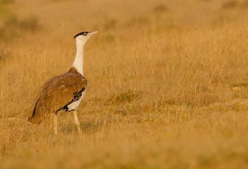 800px Great Indian bustard 20191204115754