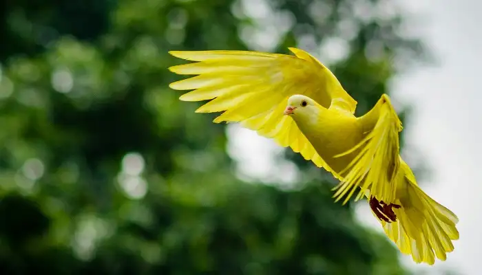 Bird