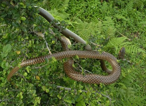 Garampani Wildlife Sanctuary 1