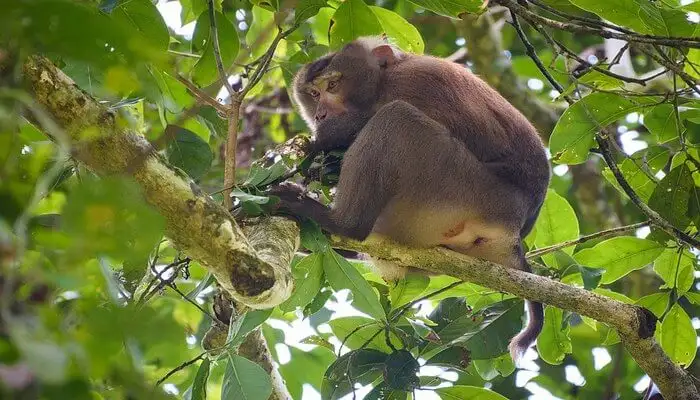 Hoollongapar Gibbon Sanctuary 13th jan