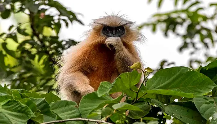 Kakoijana Wildlife Sanctuary