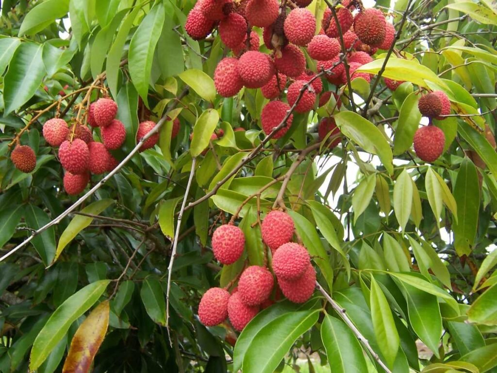 Litchi chinensis fruits 20181214143907