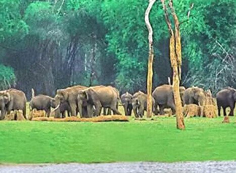 Nambor Wildlife Sanctuary 1