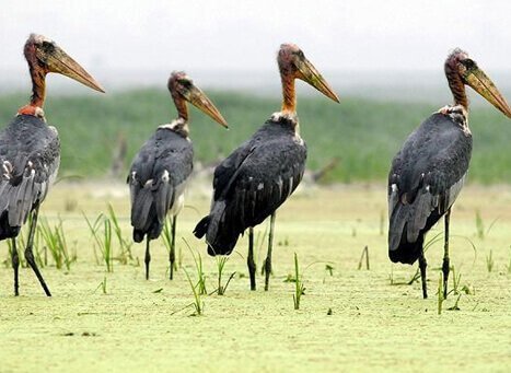 Pani Dihing Wildlife Sanctuary 1