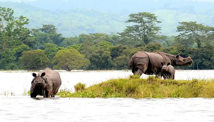 Wildlife Safari 13th jan