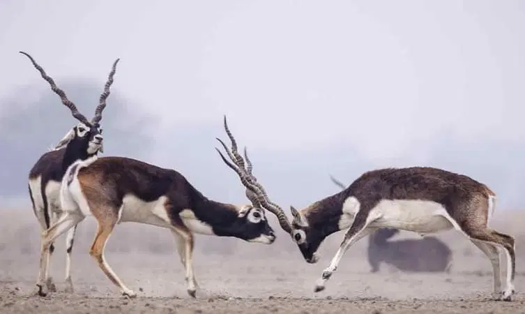 aujffckw8ozvljrvo3rnlwk0i8gw 1508848528 Gajner Wildlife