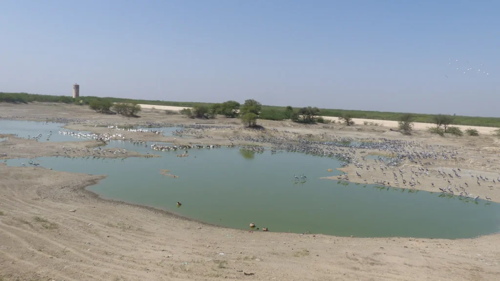 Top 15 Best Visit Places in Jodhpur for Heritage, Culture & Scenic Beauty 15 c2fyci6ax5phm0m8jn22rjce04t5 att1