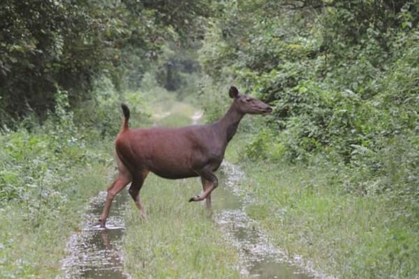 daying ering wildlife sanctuary1
