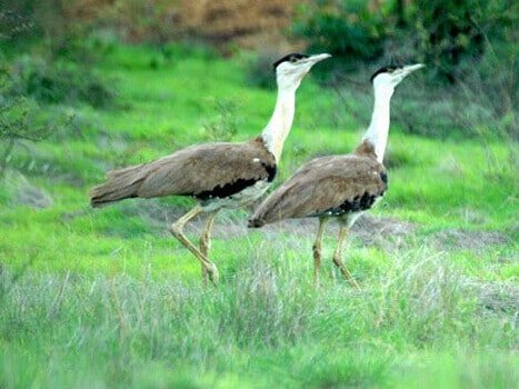 great indian bustard sanctuary1