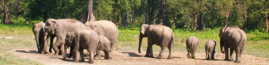 manas national park1