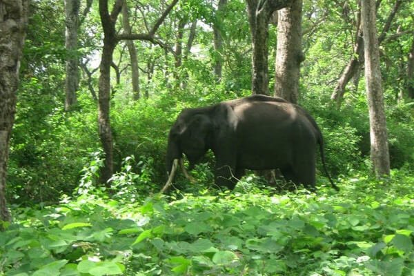 mouling national park