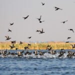 nal sarovar bird sanctuary ahmedabad tourism holidays closed on timings