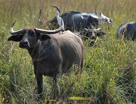 pobitora wildlife sanctuary1