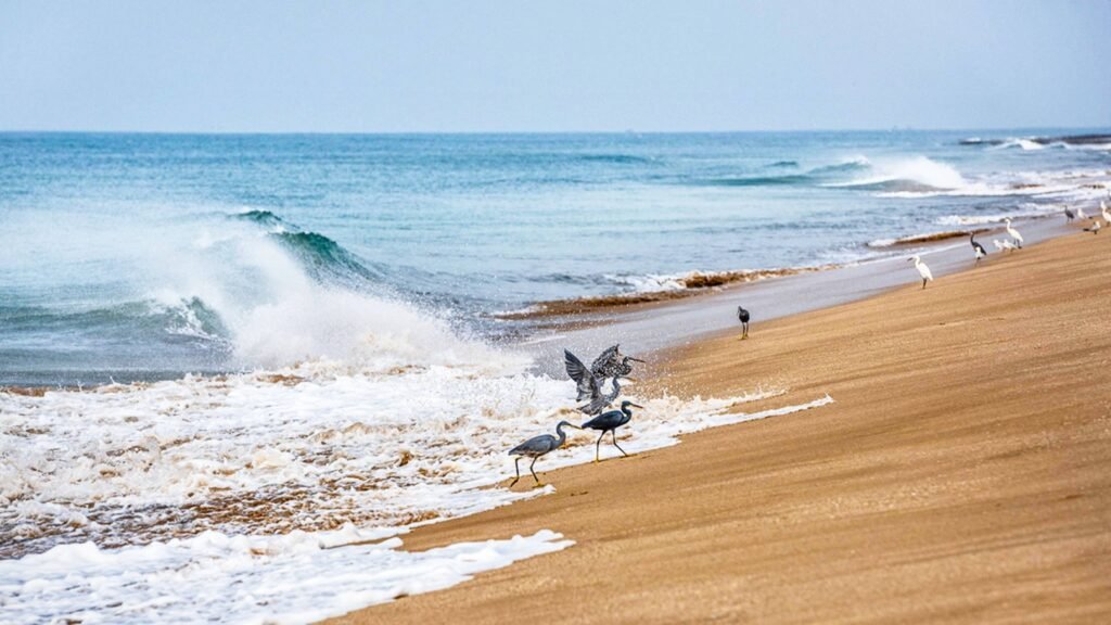 10 Best Places to Visit in Porbandar for History, Beaches & Spirituality 2 polotno 20 1 1024x576 1