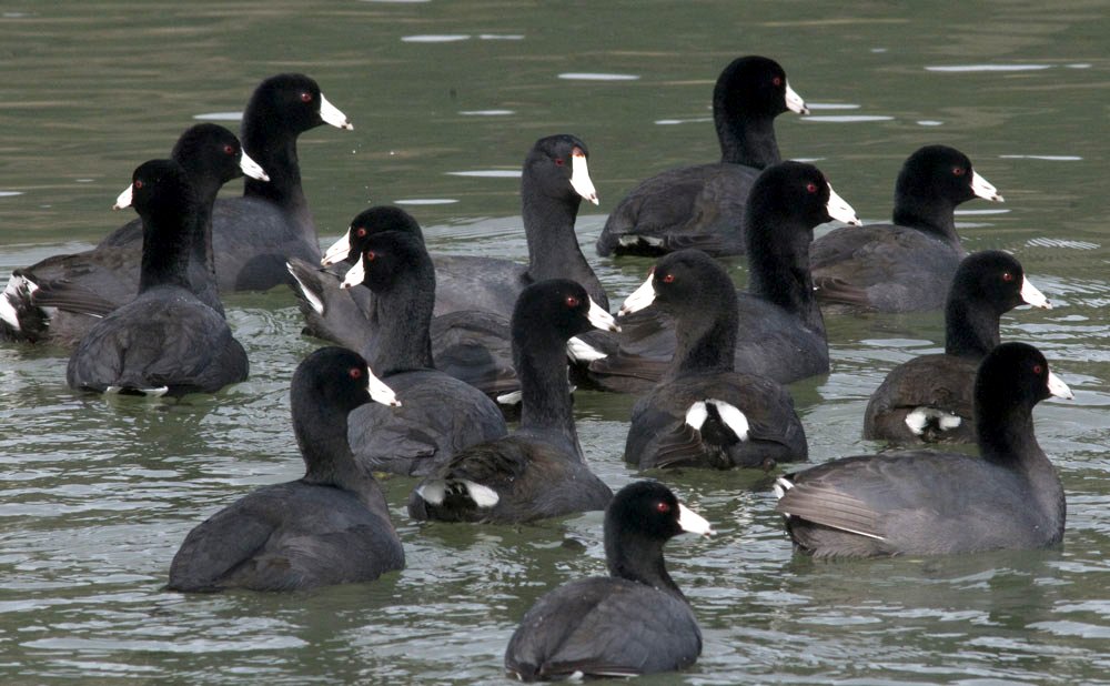 10 Best Places to Visit in Porbandar for History, Beaches & Spirituality 6 porbandar big 3