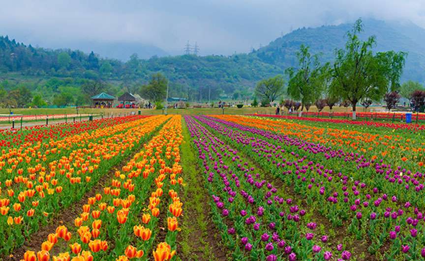 romantic kashmir tour it1