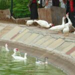 sarthana national park surat india tourism history
