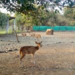 vansda national park surat india tourism history