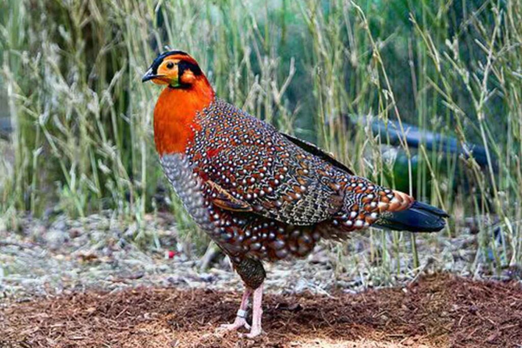 Blyths Tragopan