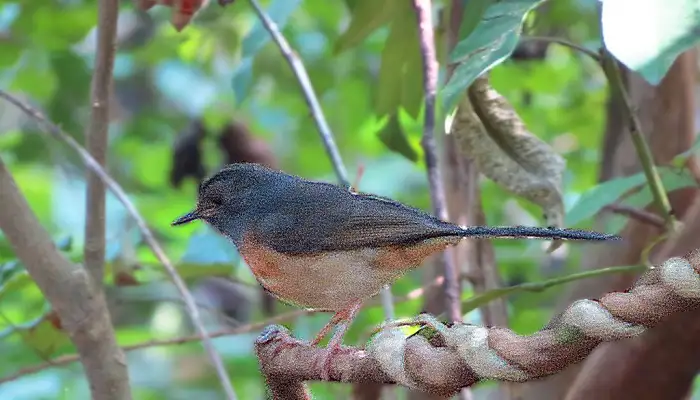 Kuldiha Wildlife Sanctuary
