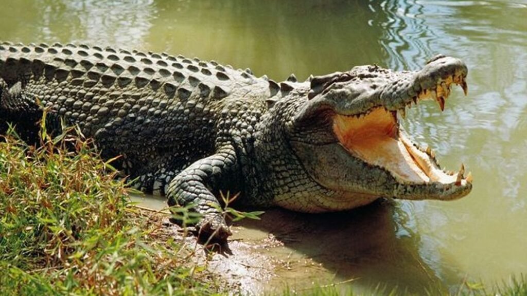 bhitarkanika national park facts