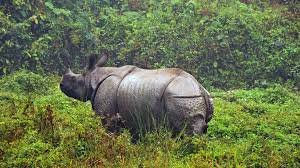 Top 10 Best Places to Visiting in Dimapur – Waterfalls, Culture & Scenic Views 9 images 75