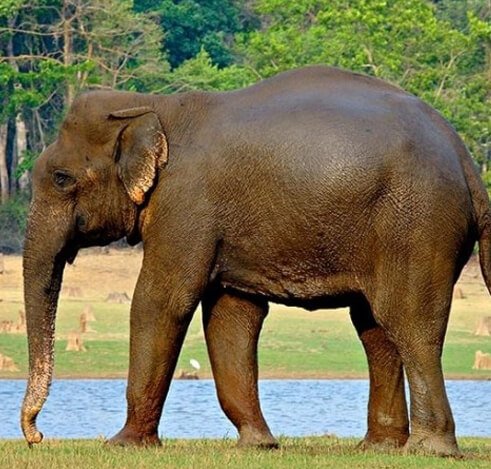 intanki wildlife sanctuary 1