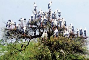 2018061532 300x205 1