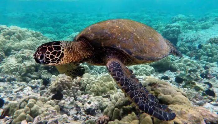 Green turtle swimming over coral reefs in Kona