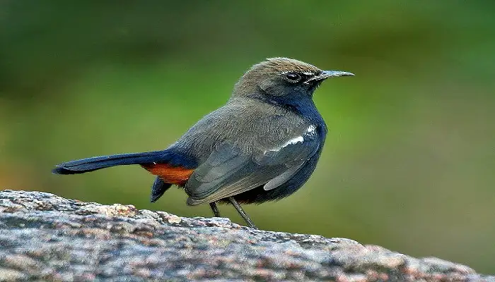 Kawal Wildlife Sanctuary