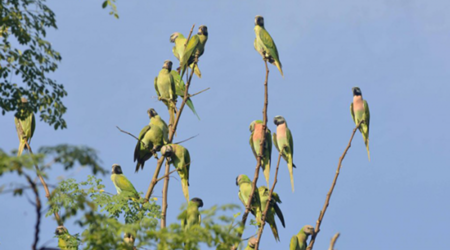Parrot Island in Andaman 1