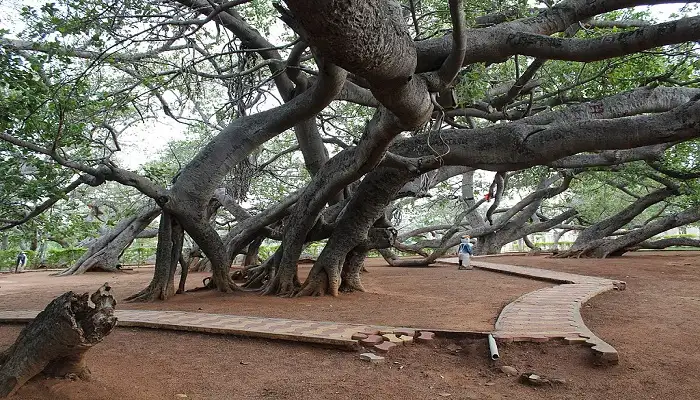 Pillalamarri Banyan Tree