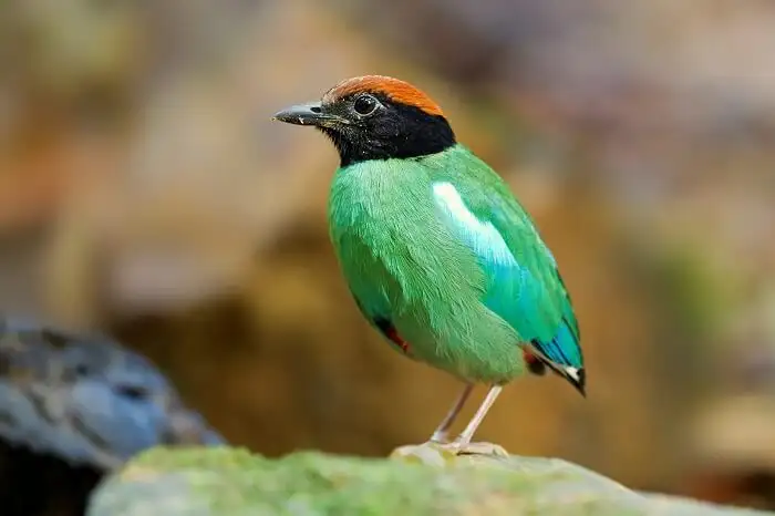 Pitta sordida Sri Phang Nga