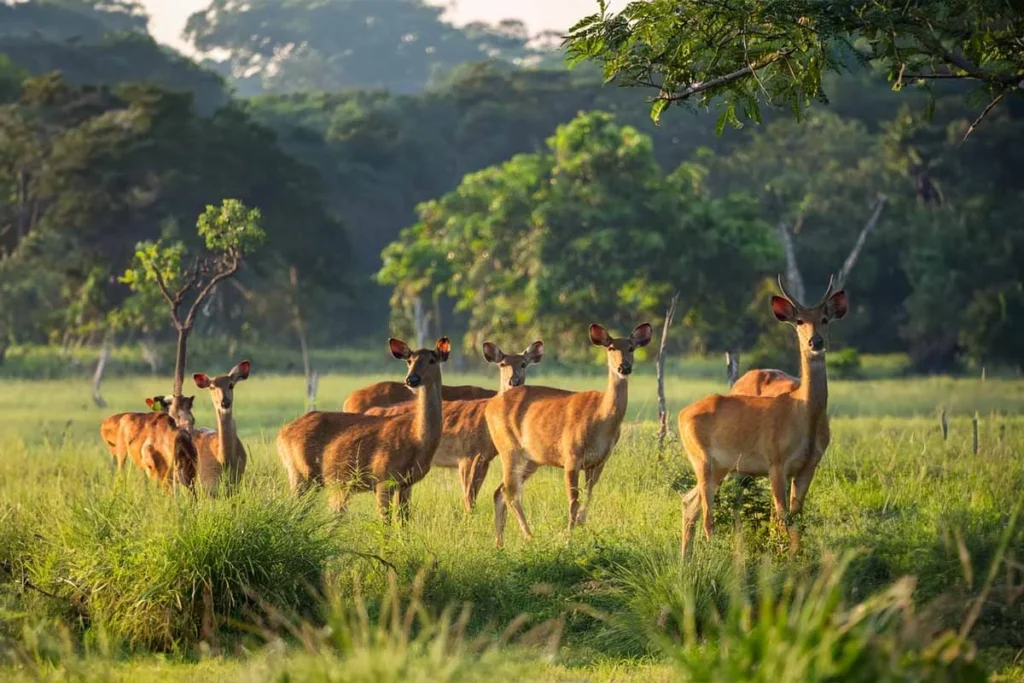 Pocharam Wildlife Sanctuary 2