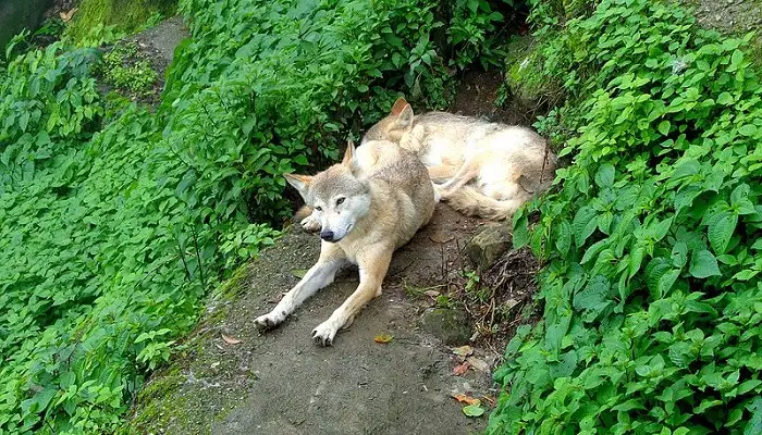 Tibetan Wolf at Padmaja Naidu Himalayan Zoological Park