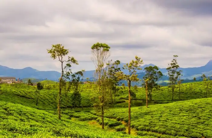 Uphill Drive To Valparai