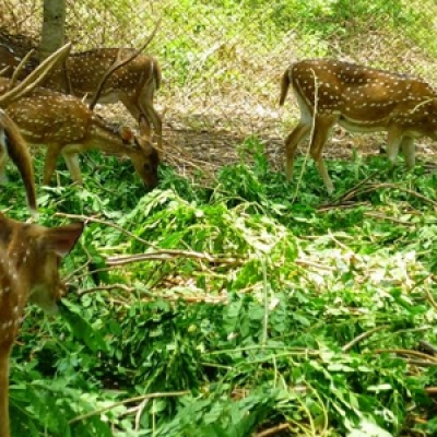 amirthi zoological park