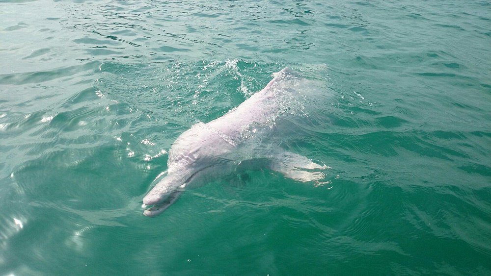 cutest natural dolphin