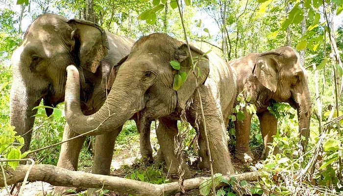 happy elephants