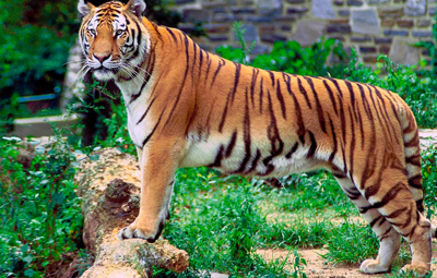 kalakkadu sanctuary