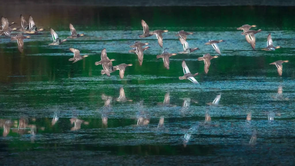 karaivetti bird sanctuary 1656301278 f76c6a4437308c0e58f2