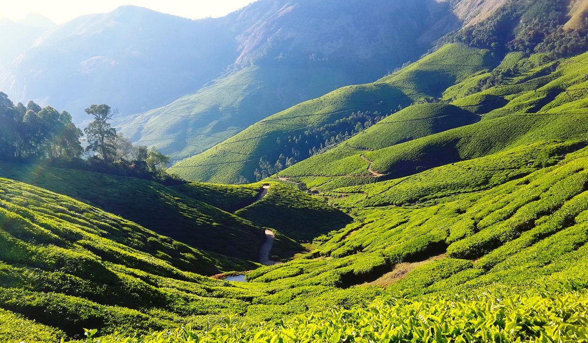 kolukkumalai tea estate