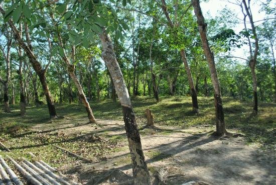 mongluton rubber plantation