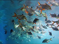 nong khai aquarium