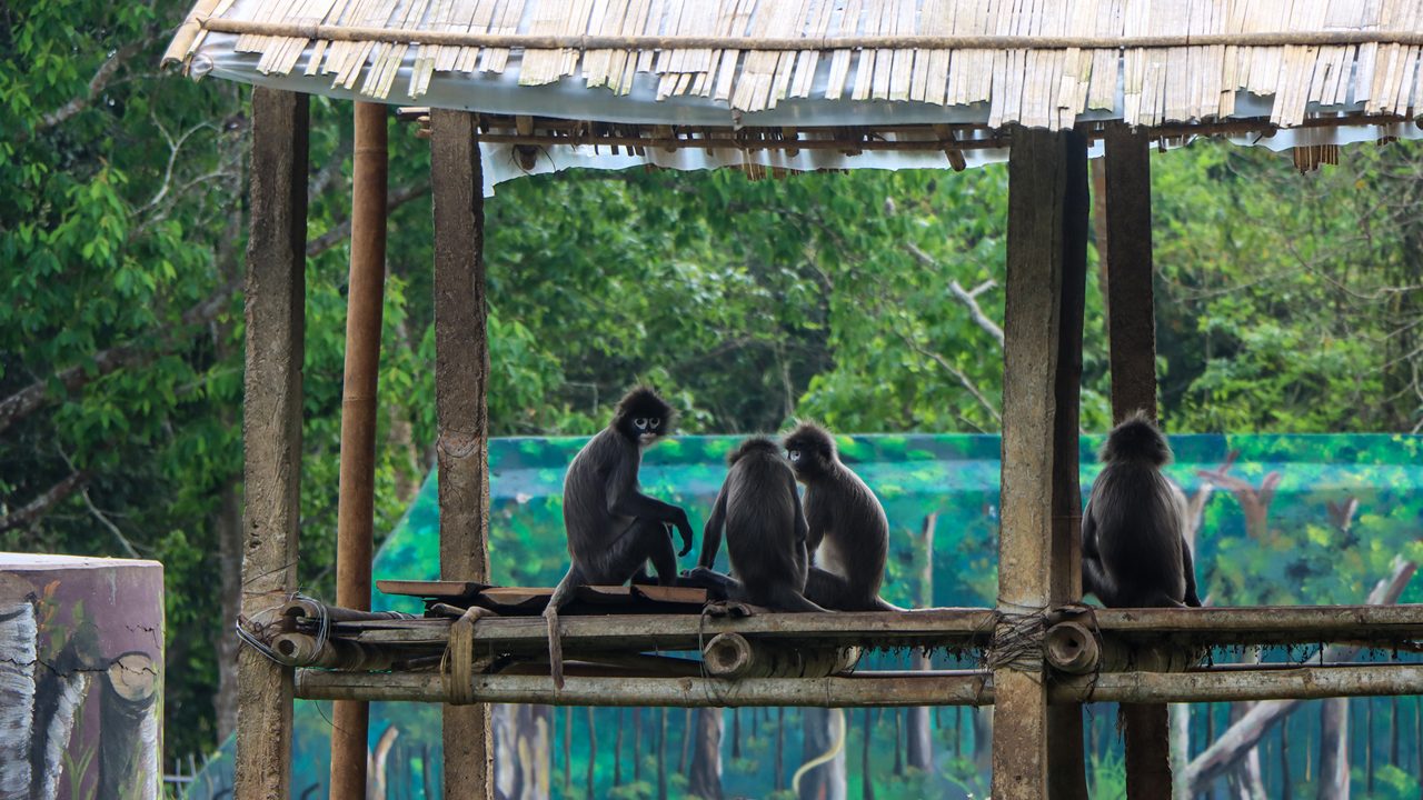 sepahijala wildlife sanctuary agartala tripura 5 musthead hero
