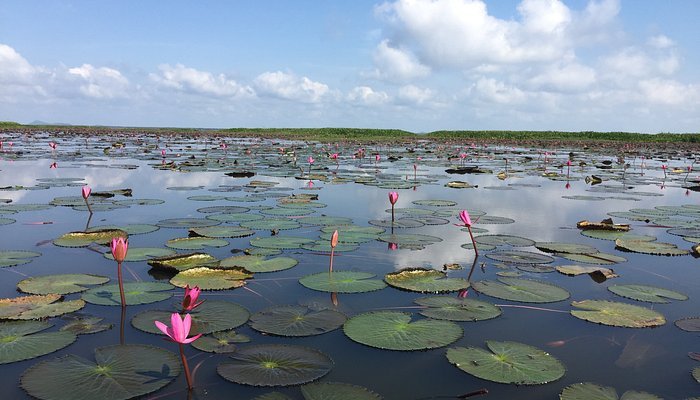 thale noi waterbird park