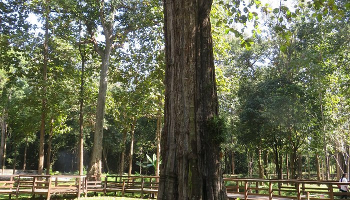 the biggest teak tree