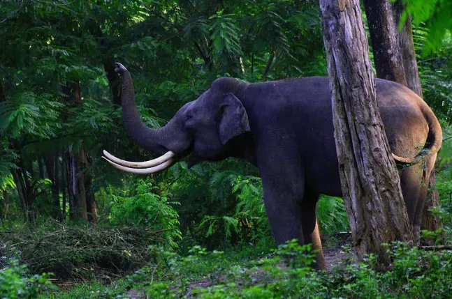 the itanagar wildlife sanctuary in papum pare